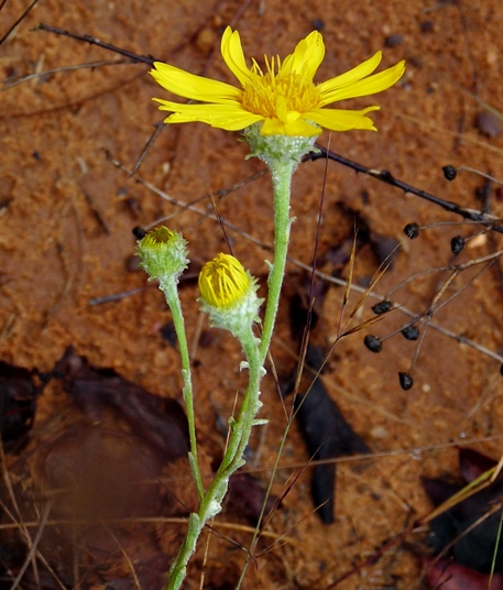 {Chrysopsis gossypina}